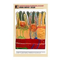 Рельефная таблица "Ворсинка кишечная с сосудом" (формат А1, матовое ламинир.) - «globural.ru» - Москва