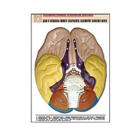 Рельефная таблица "Доли и извилины нижней поверхности полушарий головного мозга" - «globural.ru» - Москва