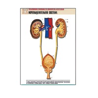 Рельефная таблица "Мочевыделительная система" (формат А1, матовое ламинир.) - «globural.ru» - Москва