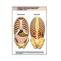 Рельефная таблица "Расположение органов грудной и брюшной полостей по отношению к скелету"(формат А1, лам.) - «globural.ru» - Москва