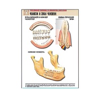 Рельефная таблица "Челюсти и зубы человека" (формат А1, матовое ламинир.) - «globural.ru» - Москва