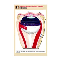 Рельефная таблица "Глаз. Строение" (формат А1, матовое ламинир.) - «globural.ru» - Москва