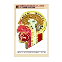 Рельефная таблица "Сагиттальный разрез головы" (формат А1, матовое ламинир.) - «globural.ru» - Москва