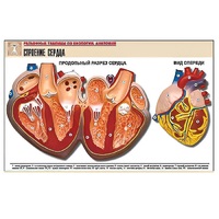 Рельефная таблица "Строение сердца" (формат А1, матовое ламинир.) - «globural.ru» - Москва