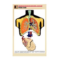 Рельефная таблица "Строение легких" (формат А1, матовое ламинир.) - «globural.ru» - Москва