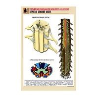 Рельефная таблица "Строение спинного мозга " (формат А1, матовое ламинир.) - «globural.ru» - Москва