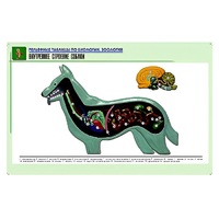 Рельефная таблица "Внутреннее строение собаки" (формат А1, матовое ламинир.) - «globural.ru» - Москва