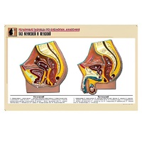 Рельефная таблица "Таз мужской и женский" (формат А1, матовое ламинир.) - «globural.ru» - Москва