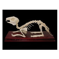 Скелет кролика - «globural.ru» - Москва