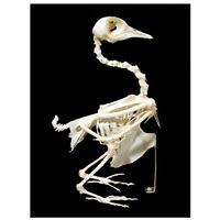 Скелет голубя - «globural.ru» - Москва