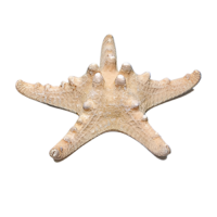 Сухой препарат "Звезда морская" (вариант 2) - «globural.ru» - Москва