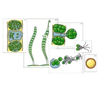 Модель-аппликация "Размножение многоклеточной водоросли" (ламинированная) - «globural.ru» - Москва