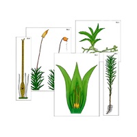 Модель-аппликация "Размножение мха" (ламинированная) - «globural.ru» - Москва