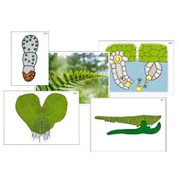 Модель-аппликация "Размножение папоротника" (ламинированная) - «globural.ru» - Москва
