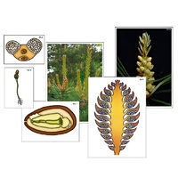 Модель-аппликация "Размножение сосны" (ламинированная) - «globural.ru» - Москва