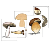 Модель-аппликация "Размножение шляпочного гриба" (ламинированная) - «globural.ru» - Москва