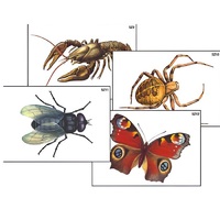 Модель-аппликация "Разнообразие беспозвоночных" (ламинированная) - «globural.ru» - Москва
