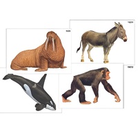 Модель-аппликация "Разнообразие высших хордовых 2. Млекопитающие" (ламинированная) - «globural.ru» - Москва