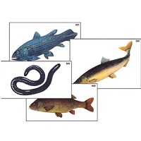 Модель-аппликация "Разнообразие низших и высших хордовых" (ламинированная) - «globural.ru» - Москва