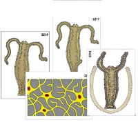Модель-аппликация "Строение и размножение гидры" (ламинированная) - «globural.ru» - Москва
