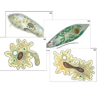 Модель-аппликация "Строение и разнообразие простейших" (ламинированная) - «globural.ru» - Москва