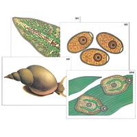 Модель-аппликация "Циклы развития печеночного сосальщика и бычьего цепня" (ламинированная) - «globural.ru» - Москва