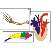 Модель-аппликация "Эволюция важнейших систем органов позвоночных" (ламинированная) - «globural.ru» - Москва