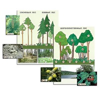Гербарий фотографический "Растительные сообщества. Лес" (раздаточный) - «globural.ru» - Москва