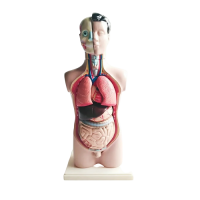 Торс человека разборный - «globural.ru» - Москва