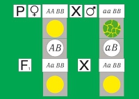 Модель-аппликация Дигибридное скрещивание. Законы Менделя. (набор из 84 карт) - «globural.ru» - Москва