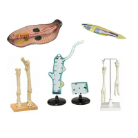Комплект зоологических моделей демонстрационный - «globural.ru» - Москва