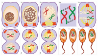 Модель-аппликация Деление клетки. Митоз и мейоз - «globural.ru» - Москва