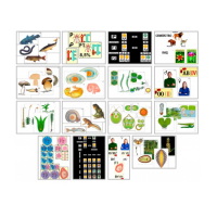 Комплект моделей-аппликаций демонстрационный - «globural.ru» - Москва