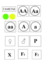 Модель-аппликация Моногибридное скрещивание и его цитологические основы - «globural.ru» - Москва