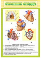 Стенд "Строение сердца" - «globural.ru» - Москва