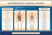 Электрифицированный стенд-тренажер c макетом скелета "Анатомическое строение человека" - «globural.ru» - Москва