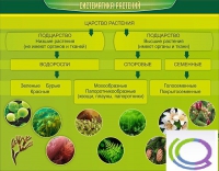 Стенд "Систематика растений" - «globural.ru» - Москва