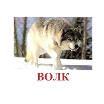 Карточки Домана "Дикие животные-1" - «globural.ru» - Москва