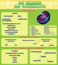 Стенд "От клетки до организма" - «globural.ru» - Москва