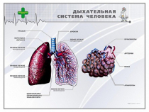 Стенд "Дыхательная система человека" - «globural.ru» - Москва