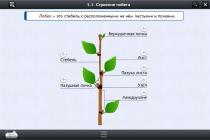 Интерактивные курсы. Биология 6 класс. Расширенный - «globural.ru» - Москва