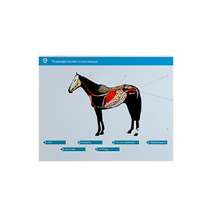 Стенд-планшет светодинамический "Изучение пищеварительной системы сельскохозяйственных животных" со сменными панелями - «globural.ru» - Москва