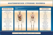 Электрифицированный стенд-тренажер c макетом скелета "Анатомическое строение человека" - «globural.ru» - Москва
