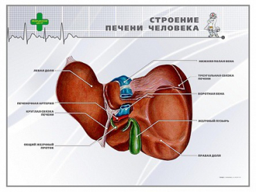 Стенд "Строение печени человека" - «globural.ru» - Москва