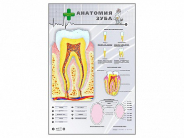 Электрифицированный стенд "Анатомия зуба" - «globural.ru» - Москва
