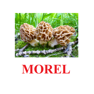 "Mushrooms" ("Грибы") английские карточки Домана - «globural.ru» - Москва