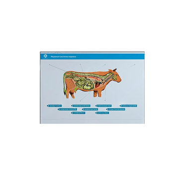 Стенд-планшет светодинамический "Изучение нервной системы сельскохозяйственных животных" со сменными панелями - «globural.ru» - Москва