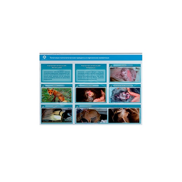 Стенд-планшет светодинамический "Изучение типических патологических процессов в организмах животных" - «globural.ru» - Москва