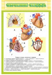 Стенд "Строение сердца" - «globural.ru» - Москва